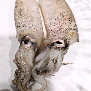 CALAMAR PATAGÓNICO CONGELADO