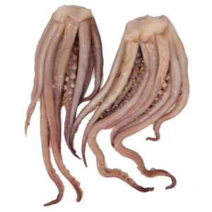 REJOS DE POTA CONGELADOS IQF