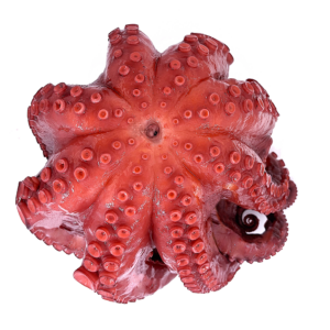 PULPO ENTERO COCIDO FRESCO ATM