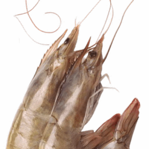 LANGOSTINO CRUDO CONGELADO