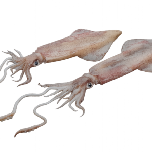 CALAMAR POTERA ENTERO CONGELADO