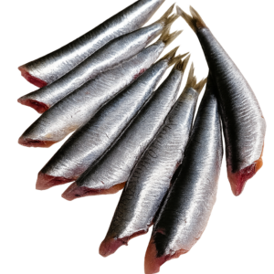 BOQUERON HG CONGELADO IQF GRECIA